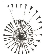 ACNDoodleNautilus