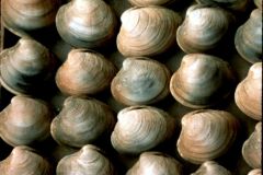 Quahogs