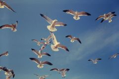 Terns